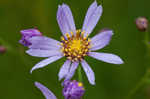 Tatarian aster